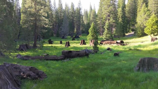 Aerial drone footage glides over giant sequoia tree stumps scattered across a forest clearing beside a dirt trail, illustrating the legacy of historic logging within a California sequoia grove.