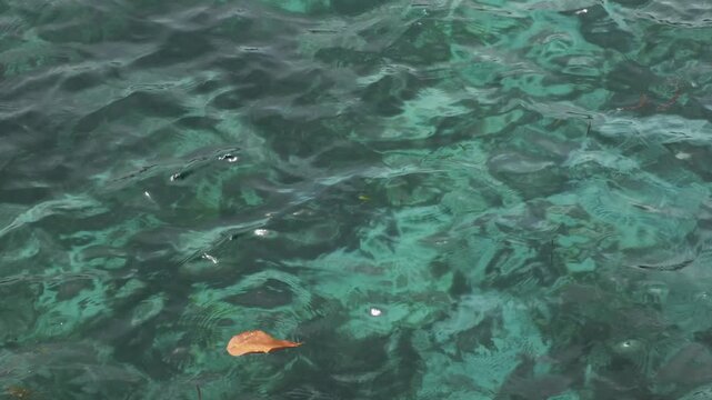 Serene marketing-worthy footage of a leaf floating above white sand beneath pristine colored water inside a harbor view along Philippine coastal waters. The crystal-clear shallows reveal sandy texture
