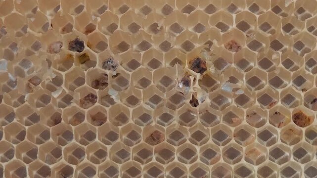 Honeycomb surface, hexagonal structure . neture