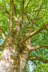 Fototapeta premium Acer pseudoplatanus Berg-Ahorn Krone