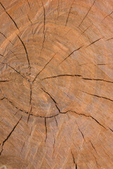Fototapeta premium old wood texture