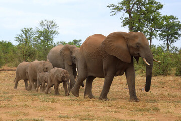 Fototapeta premium Afrikanischer Elefant / African elephant / Loxodonta africana