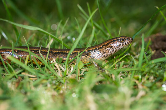 Close up of a common skink, Oligosoma polychroma, also known as the northern grass skink, which is a species of skink native to New Zealand
