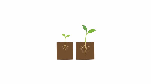 Plant Growth Stages Seedling Animation on White Background