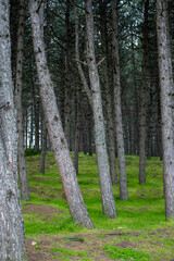 Fototapeta premium Dense pine forest showing impressive tree trunks and vibrant green moss covering the undulating ground, creating a serene environment