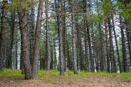 Pine forest scene with tall tree trunks creating a natural woodland landscape and green undergrowth