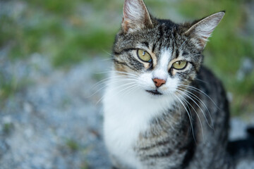 Obraz premium Tabby cat with white fur and green eyes looking curiously, expressing pet affection and independence