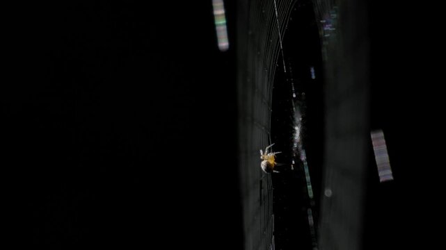 Spider Weaving and Constructing an Intricate Silk Web in 4K Slow Motion