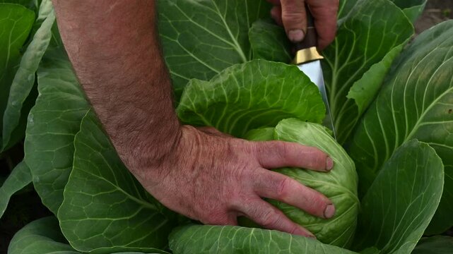 Green cabbage head Brassica oleracea cut by farmer's hands with knife close up, harvesting ripe organic crop grown in agricultural garden soil on a local eco farm during soft evening light.