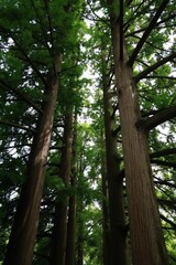 Fototapeta premium Tall trees reach skyward in sunlit forest. Green leaves and branches form canopy overhead. Natural woodland scene offers peaceful outdoor ambiance.