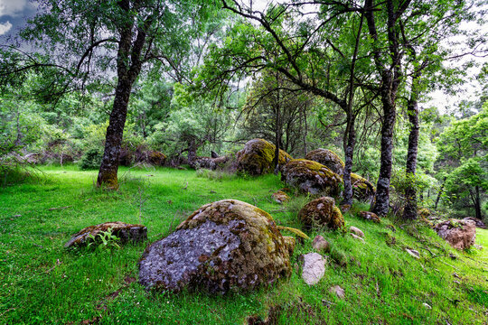 Rocas con musgo entre los robles