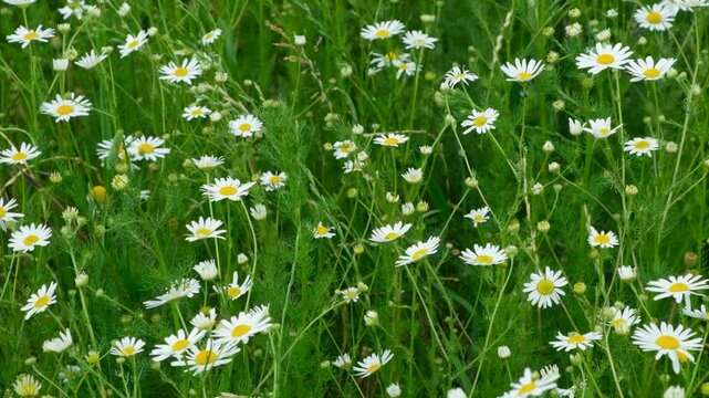 Field of wild chamomile flowers blooming in green grass on a sunny summer day.