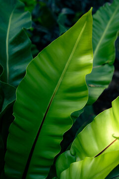 Green bird's nest fern leaf background with sunlight and foliage texture.