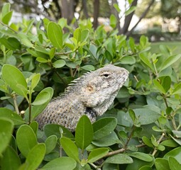 Oriental Garden Lizard Resting Among Green Leaves in Natural Habitat © Riyaz