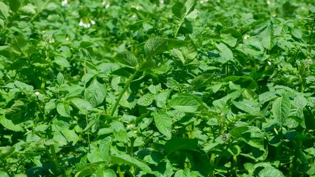 Green potato field background with small white flowers slow motion