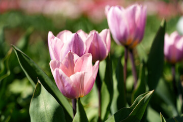 Obraz premium Close view of pink tulip blossoms among green leaves in warm spring sunlight, with softly blurred garden plants creating calm atmospheric depth