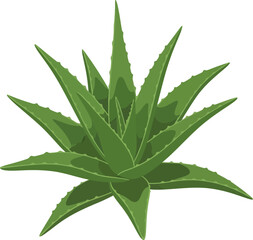 Fototapeta premium Vibrant Aloe Vera Plant with Sharp, Pointed Leaves.