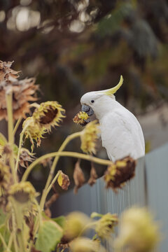White cockatoo with yellow crest eating seeds from a dried sunflower head