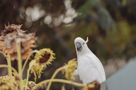 A white cockatoo with a yellow crest perches near dried sunflowers in soft daylight