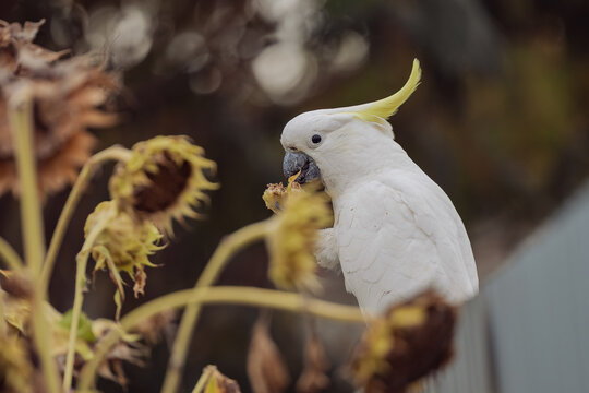 White cockatoo with yellow crest eating seeds from a dried sunflower head