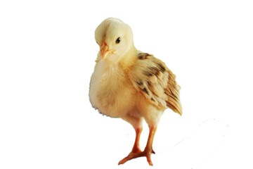 Cute baby chick in farming standing upright with soft yellow feathers isolated on Transparent background © BloodysAlice