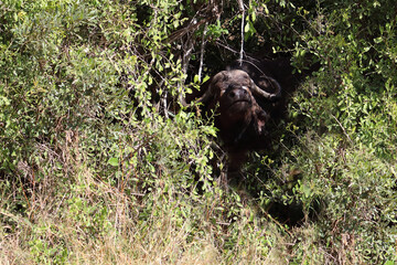 Fototapeta premium Kaffernbüffel / African buffalo / Syncerus caffer