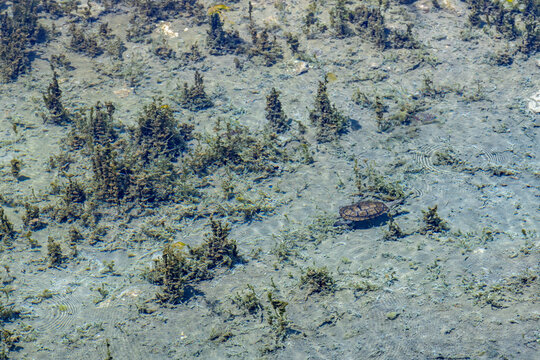 Wild water turtle swimming in transparent mineral pond top view. Clear pool water with green underwater algae weed moss on silt sand bottom, Kaklik, Denizli, Anatolia, Turkey.
