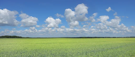 Panorama of green wheat field with white clouds in the summer sky. © Na-um