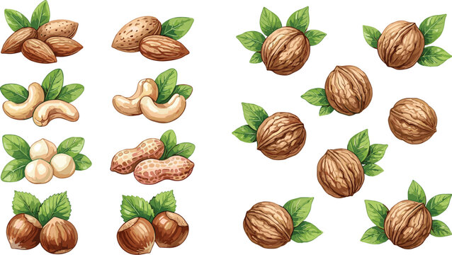 Mixed Nuts Vector Set Featuring Walnuts Almonds Cashews Peanuts Macadamias and Hazelnuts with Green Leaves for Healthy Food Packaging and Graphic Menu Designs