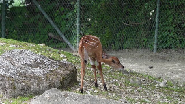 A young baby nyala. Tragelaphus angasii is a spiral-horned antelope native to Southern Africa. It is a species of the family Bovidae and genus Nyala, also considered to be in the genus Tragelaphus. 