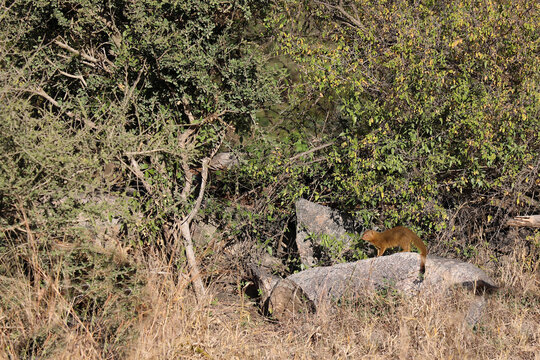 Schlankmanguste / Common slender mongoose / Galerella sanguinea vel Herpestes sanguineus