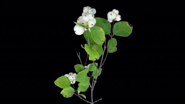 Time lapse of drying Shrub branch leaves with white berries with ALPHA transparency channel isolated on black background