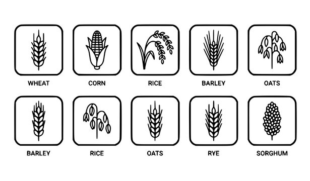 Modern minimalist outline icons set of cereal crops including wheat, corn, rice, barley, oats, rye, and sorghum isolated on white background