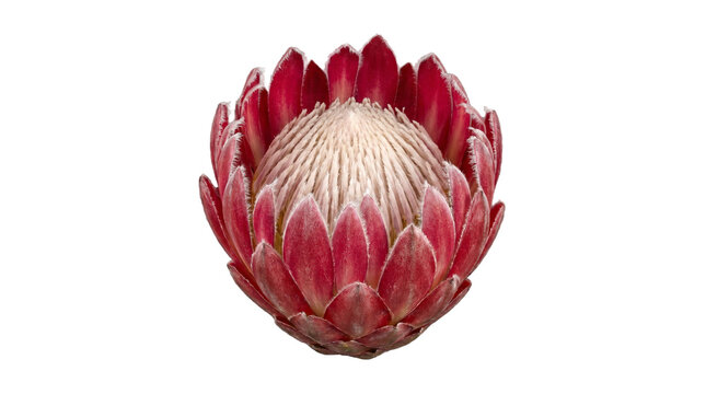 King Protea Flower Isolated on Transparent Background Png