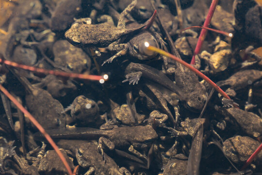 Newly metamorphosed common toads (Bufo bufo) clustered in shallow water during transformation from tadpoles to terrestrial juveniles in a freshwater habitat