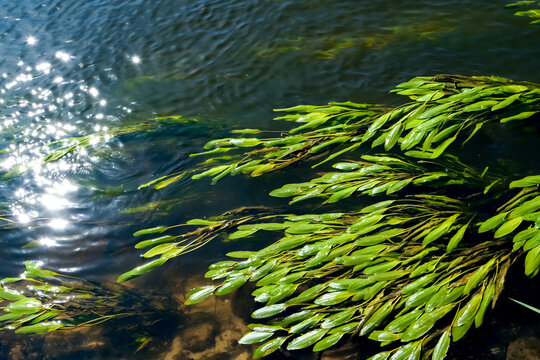 Green aquatic plants swaying beneath sparkling sunlight on a clear stream. Peaceful freshwater scene highlighting river ecology, clean water and natural textures