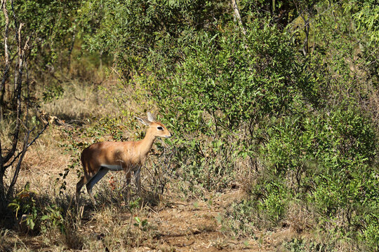Afrikanischer Steinbock / Steenbok / Raphicerus campestris