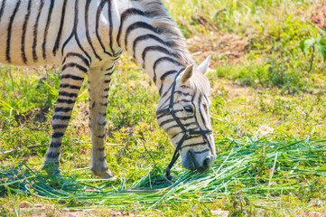 Obraz premium white horse painted with stripes imitating a zebra grazes in meadow in nature in summer