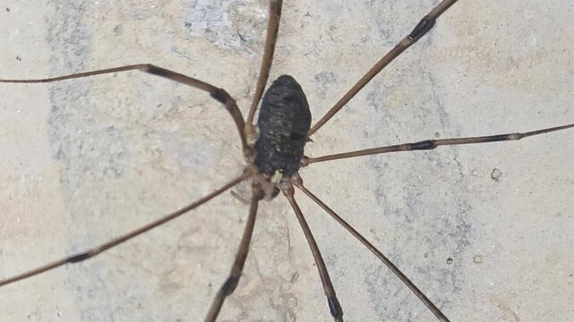 
4K Macro Shot of a Harvestman with Its Long Legs Fully Extended on the Floor, Full Body View

