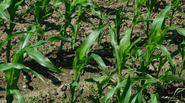 Rows of small corn maize sprouts on an agricultural field in early summer, slow motion