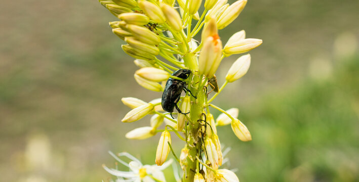 Detailed view of a shiny black beetle climbing a tall Himalayan lily stalk filled with closed yellow buds, wild insect clinging to an unbloomed alpine plant stem in the lush summer meadows of Minimarg