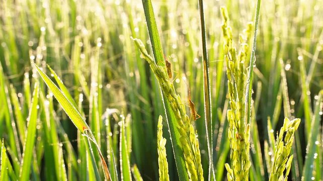 Macro shot of a rice ear bug (Leptocorisa oratoria) perched on a vibrant green paddy stalk in the morning sunlight. High-quality close-up of this common agricultural pest in its natural environment.