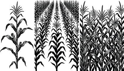 Black silhouette illustrations of corn plants and agricultural maize field scenery isolated on a white background © Abida