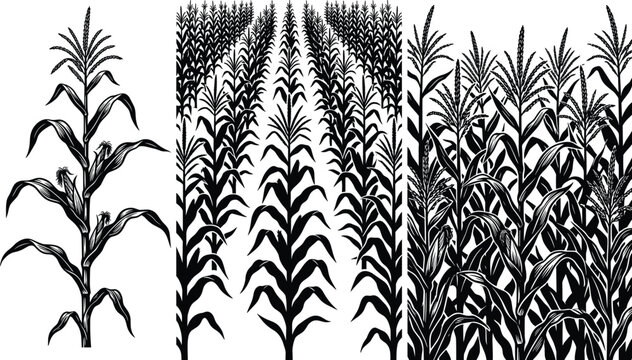 Black silhouette illustrations of corn plants and agricultural maize field scenery isolated on a white background