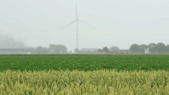 Closeup of the green barley field waving in the wind, wind turbine in the background, dutch agriculture