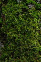Fototapeta premium Moss Covered Tree Bark Texture in Forest