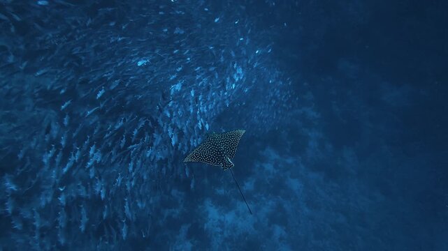 Spotted Eagle Ray Swimming Among Schooling Fish