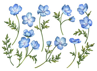 Set of watercolor blue flowers, illustration of Nemophila (Baby Blue Eyes) isolated on white background, hand drawn floral elements for greeting cards and invitations.  © Gannie
