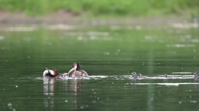 A great grebe with chicks swims through the water