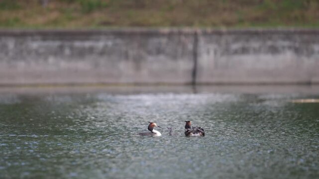 A great grebe with chicks swims through the water